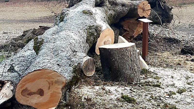 Baumfällung, Unterweisung und Schutzausrüstung